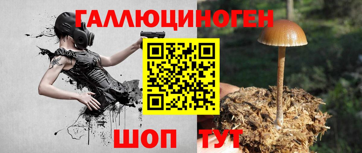 Галлюциногенные грибы Psilocybe Сургут